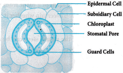 Anatomy of Flowering Plants Questions and Answers AP Inter 1st Year Botany Chapter 4 1