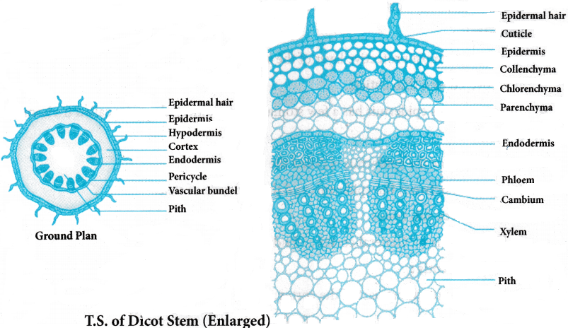 Anatomy of Flowering Plants Questions and Answers AP Inter 1st Year Botany Chapter 4 3
