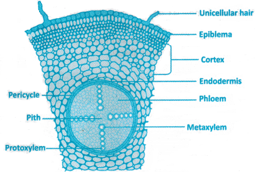 Anatomy of Flowering Plants Questions and Answers AP Inter 1st Year Botany Chapter 4 5