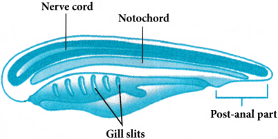 Animal Kingdom Questions and Answers AP Inter 1st Year Zoology Chapter 2 1