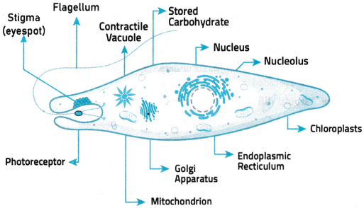 Biological Classification Questions and Answers AP Inter 1st Year Botany Chapter 1 1