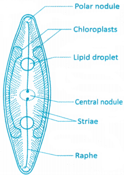 Biological Classification Questions and Answers AP Inter 1st Year Botany Chapter 1 2