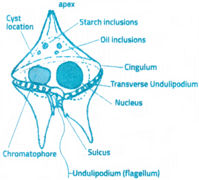 Biological Classification Questions and Answers AP Inter 1st Year Botany Chapter 1 3