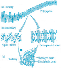 Biomolecules Questions and Answers AP Inter 1st Year Botany Chapter 6 2