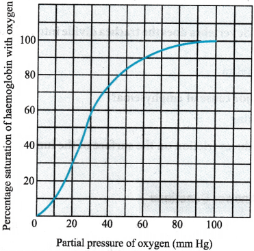 Breathing and Exchange of Gases Questions and Answers AP Inter 1st Year Zoology Chapter 4 2