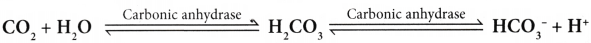 Breathing and Exchange of Gases Questions and Answers AP Inter 1st Year Zoology Chapter 4 3