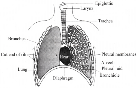 Breathing and Exchange of Gases Questions and Answers AP Inter 1st Year Zoology Chapter 4 4
