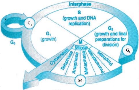Cell Cycle and Cell Division Questions and Answers AP Inter 1st Year Botany Chapter 7 1