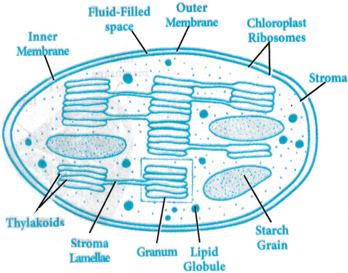 Cell The Unit of Life Questions and Answers AP Inter 1st Year Botany Chapter 5 2