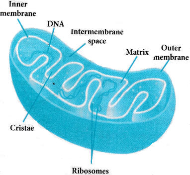 Cell The Unit of Life Questions and Answers AP Inter 1st Year Botany Chapter 5 3