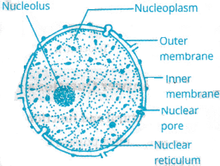 Cell The Unit of Life Questions and Answers AP Inter 1st Year Botany Chapter 5 4