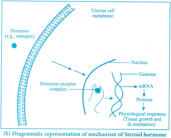 Chemical Coordination and Integration Questions and Answers AP Inter 1st Year Zoology Chapter 9 3