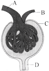 Excretory Products and Their Elimination Questions and Answers AP Inter 1st Year Zoology Chapter 6 1