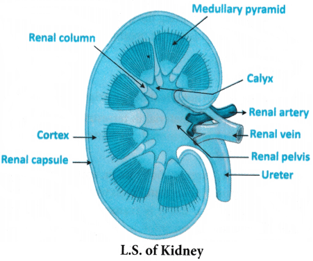 Excretory Products and Their Elimination Questions and Answers AP Inter 1st Year Zoology Chapter 6 2