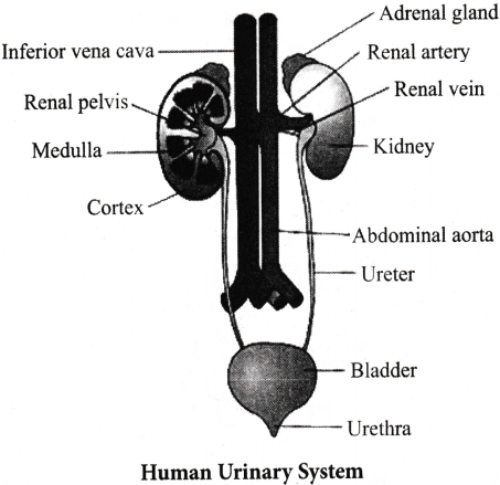Excretory Products and Their Elimination Questions and Answers AP Inter 1st Year Zoology Chapter 6 3