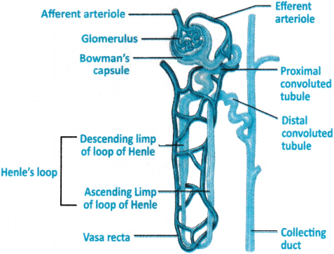 Excretory Products and Their Elimination Questions and Answers AP Inter 1st Year Zoology Chapter 6 4