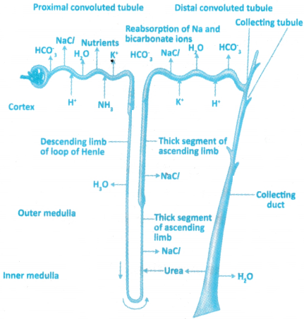 Excretory Products and Their Elimination Questions and Answers AP Inter 1st Year Zoology Chapter 6 5