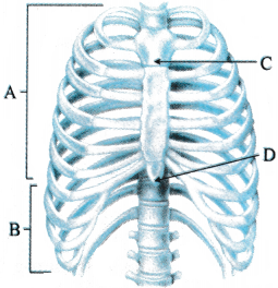Locomotion and Movement Questions and Answers AP Inter 1st Year Zoology Chapter 7 1