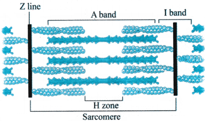 Locomotion and Movement Questions and Answers AP Inter 1st Year Zoology Chapter 7 2