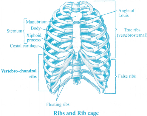 Locomotion and Movement Questions and Answers AP Inter 1st Year Zoology Chapter 7 4