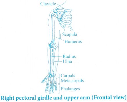 Locomotion and Movement Questions and Answers AP Inter 1st Year Zoology Chapter 7 5