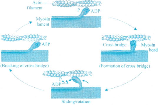 Locomotion and Movement Questions and Answers AP Inter 1st Year Zoology Chapter 7 6
