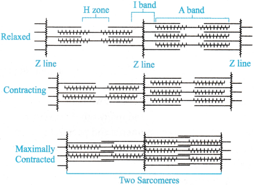 Locomotion and Movement Questions and Answers AP Inter 1st Year Zoology Chapter 7 7