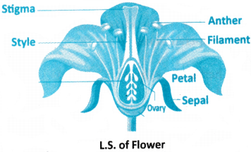 Morphology of Flowering Plants Questions and Answers AP Inter 1st Year Botany Chapter 3 11