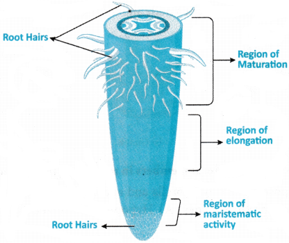 Morphology of Flowering Plants Questions and Answers AP Inter 1st Year Botany Chapter 3 2