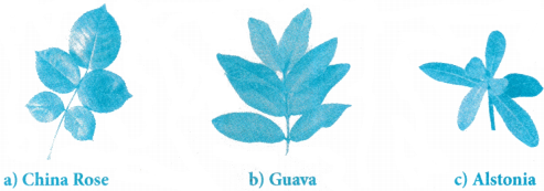 Morphology of Flowering Plants Questions and Answers AP Inter 1st Year Botany Chapter 3 3