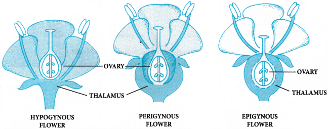 Morphology of Flowering Plants Questions and Answers AP Inter 1st Year Botany Chapter 3 4