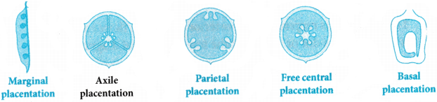 Morphology of Flowering Plants Questions and Answers AP Inter 1st Year Botany Chapter 3 6