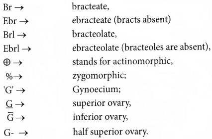 Morphology of Flowering Plants Questions and Answers AP Inter 1st Year Botany Chapter 3 7