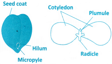 Morphology of Flowering Plants Questions and Answers AP Inter 1st Year Botany Chapter 3 9