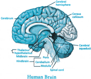 Neural Control and Coordination Questions and Answers AP Inter 1st Year Zoology Chapter 8 1