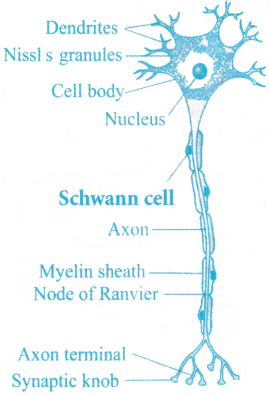 Neural Control and Coordination Questions and Answers AP Inter 1st Year Zoology Chapter 8 3