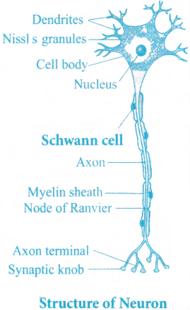 Neural Control and Coordination Questions and Answers AP Inter 1st Year Zoology Chapter 8 3