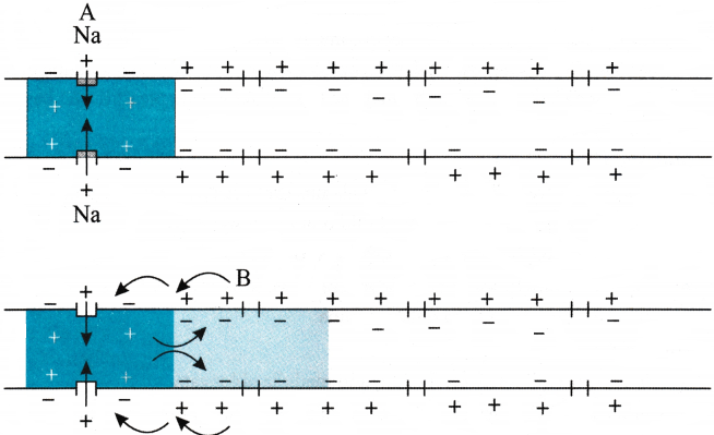 Neural Control and Coordination Questions and Answers AP Inter 1st Year Zoology Chapter 8 4