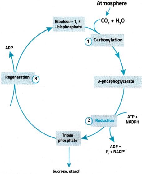 Photosynthesis in Higher Plants Questions and Answers AP Inter 1st Year Botany Chapter 8 3