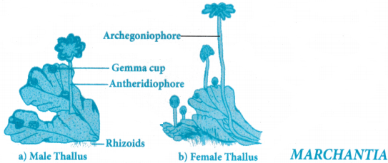 Plant Kingdom Questions and Answers AP Inter 1st Year Botany Chapter 2 2