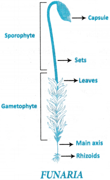 Plant Kingdom Questions and Answers AP Inter 1st Year Botany Chapter 2 3