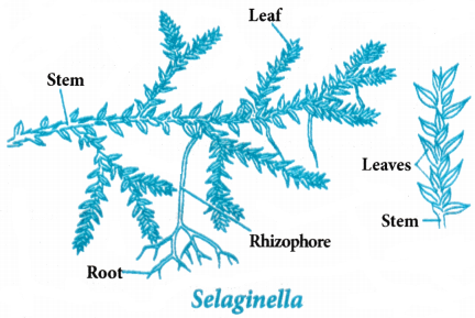 Plant Kingdom Questions and Answers AP Inter 1st Year Botany Chapter 2 4