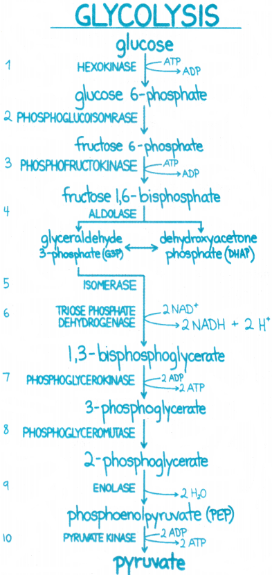 Respiration in Plants Questions and Answers AP Inter 1st Year Botany Chapter 9 1
