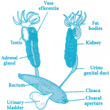 Structural Organization in Animals Questions and Answers AP Inter 1st Year Zoology Chapter 3 1