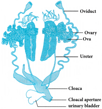 Structural Organization in Animals Questions and Answers AP Inter 1st Year Zoology Chapter 3 2