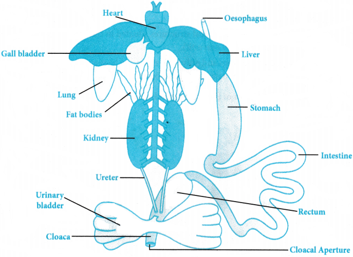 Structural Organization in Animals Questions and Answers AP Inter 1st Year Zoology Chapter 3 3